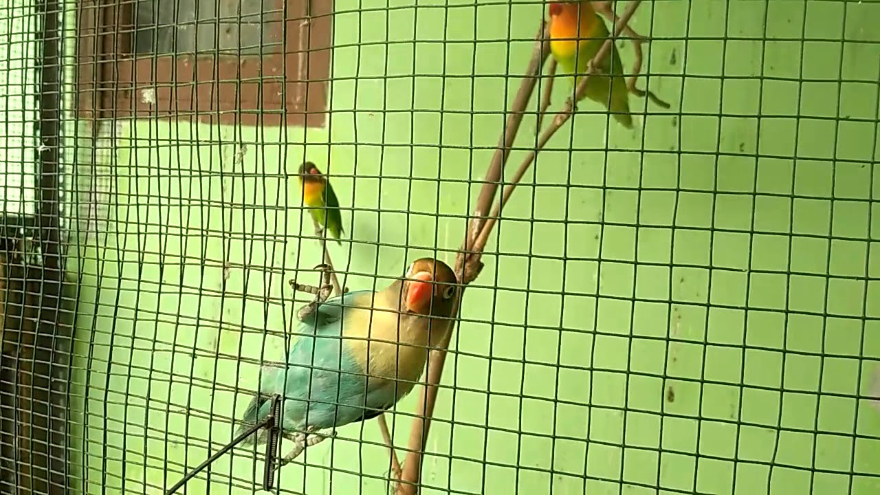 Ternak Lovebird sistem koloni 