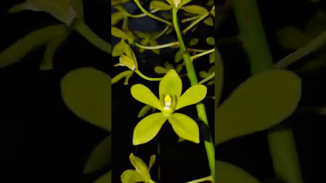 Grammatophyllum Scriptum florido