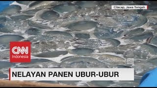 Nelayan Panen Ubur Ubur