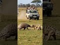 A Fiery Armored Showdown! Blazing Iron Clash! Pangolin vs Thorny Dragon Lizard