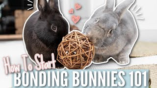 Bonding Bunnies 101  How To Start