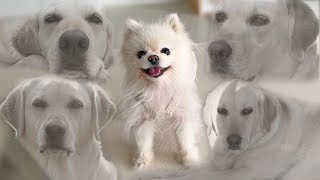 What happens in a multi-dog home after favoring the Pomeranian