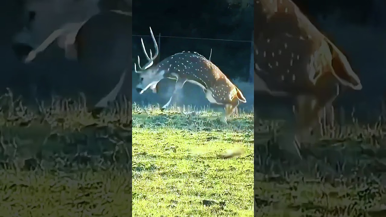 Traditional Skill African Hunter | Perfect Shot Jungle Survival #ViralShorts #wildlife