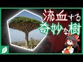 ソコトラ島の血を流す奇妙な樹【ゆっくり解説】