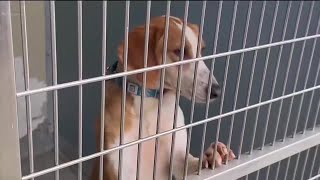 Charlottesville-Albemarle SPCA opening seven days a week