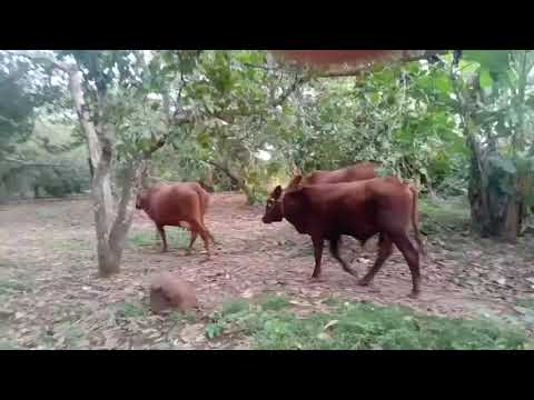 Video: Làm thế nào để bạn cảm ứng nhiệt ở một con bò?