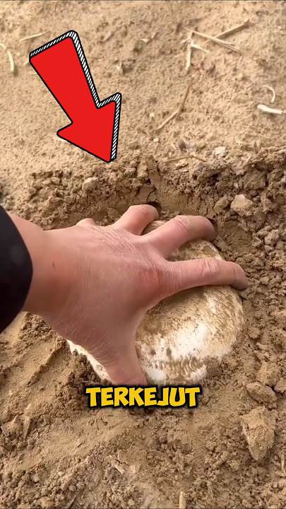 Surprised that it turns out to be a very rare mushroom‼️#shorts