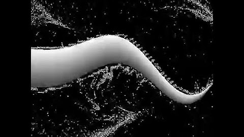 Realtime fluids around fish