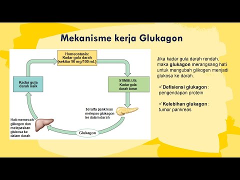 Video: Kelenjar endokrin apa yang mengandung pulau langerhans?