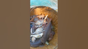 sorting out gill net