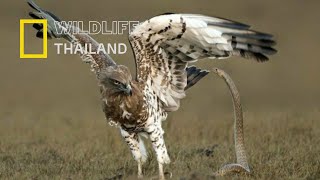 แม้แต่งูเห่ายังกลัวนกตัวนี้ เหยี่ยวนิ้วสั้น (short-toed snake eagle) |สารคดีสัตว์ WILDLIFE