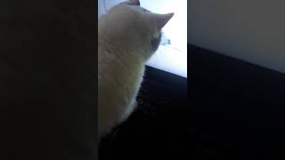 Обучение кошки. Учебное видео для Булочки Обучение кошки. Учебное видео для Булочки