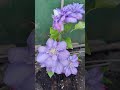 Tender passion flower - clematis. Нежной страсти цветок -  клематис.