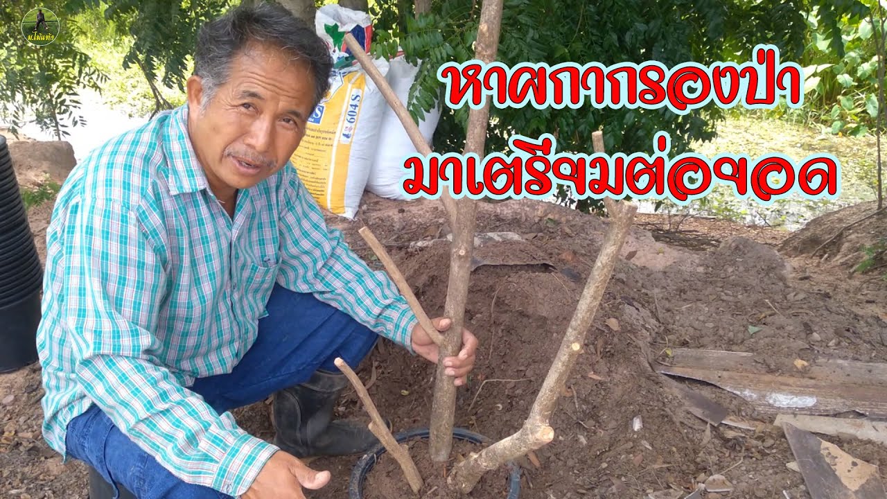 Ep.082 หาผกากรองป่ามาเตรียมต่อยอด
