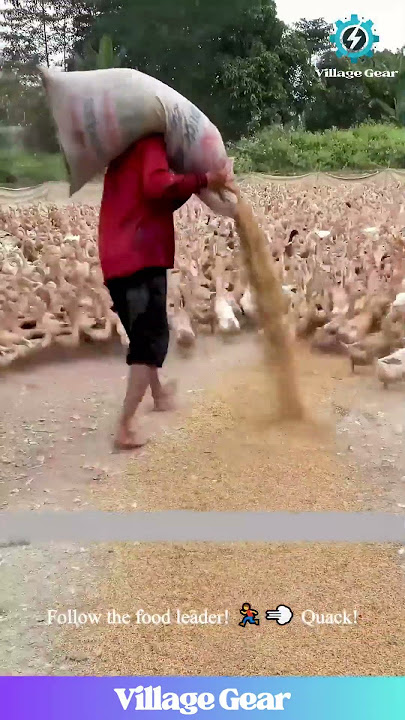 The DUCK LORD has Arrived! 👑Feeding His Quacking Army! #ducks #funnyanimals #farminglife #omg #epic
