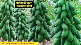 Amezing Papaya Farming | पपीता की उन्नत खेती |Papita ki kheti| How to cultivate papaya, Papaya,kheti