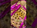 Tips for Choosing Durian How to Buy Durian Without Getting Ripped Off #LifeHacks #PracticalTips #Eve