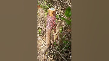Hiking Staff Hack No. 5 - Paracord Handle