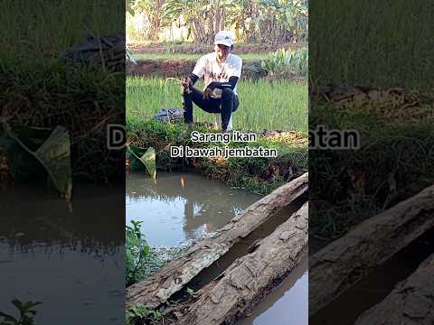 mancing di selokan #shorts