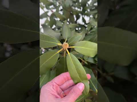 🌺 Открываем рододендроны