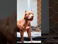 Wildest dog in the world #viralvideo #viral  #wilddog