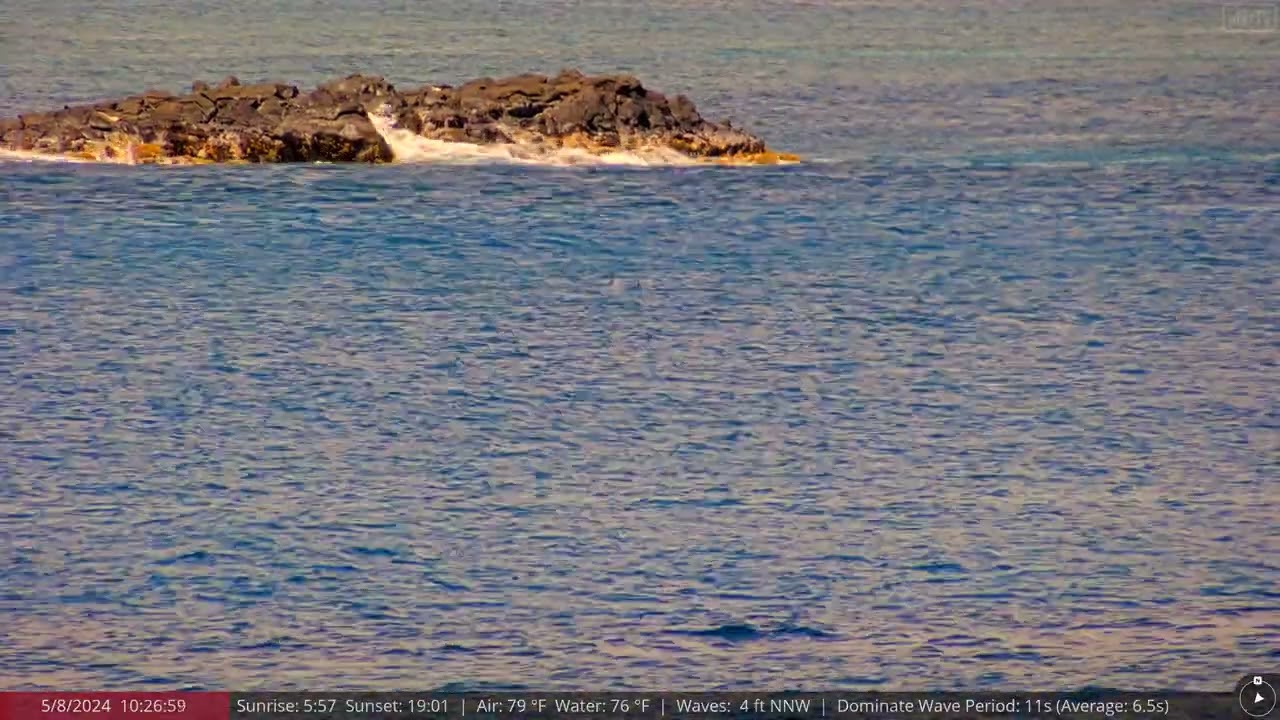 May 8, 2024: Dolphins spotted on the North Shore of Oahu, Hawaii