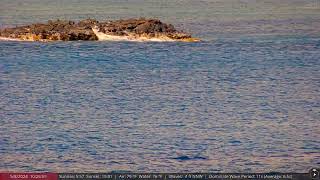 May 8, 2024: Dolphins spotted on the North Shore of Oahu, Hawaii