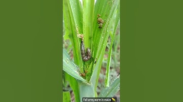 Fall army worm in maize 🌽 #shortvideo #viralvideo #like #youtubeshorts #watch  #agriculture #views