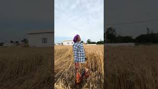 गेहूं  की. कटाई  सुरु. फ़सल  खराब 