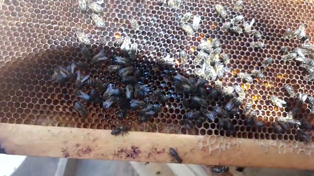 كيف تتعامل مع الاطارات الممطوطة وكيف ترغم النحل ينضفها