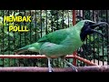 Cucak Ijo Gacor Ngeplong Bongkar Isian Ampuh Buat Pancingan Mp3 - Mp4 Download