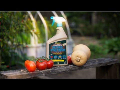 Vídeo: Informações sobre inseticida de piretro - usando spray de piretro natural
