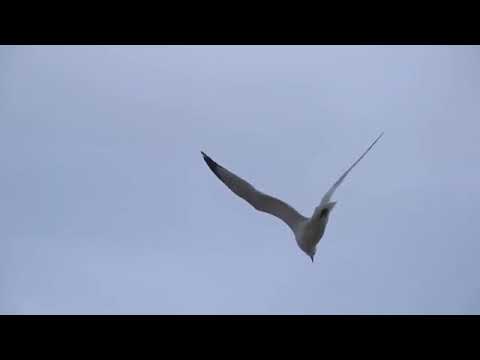 أوكا وأورتيجا وأحمد شيبه إمتى Oka We Ortiga Ahmed Shebah Emta 