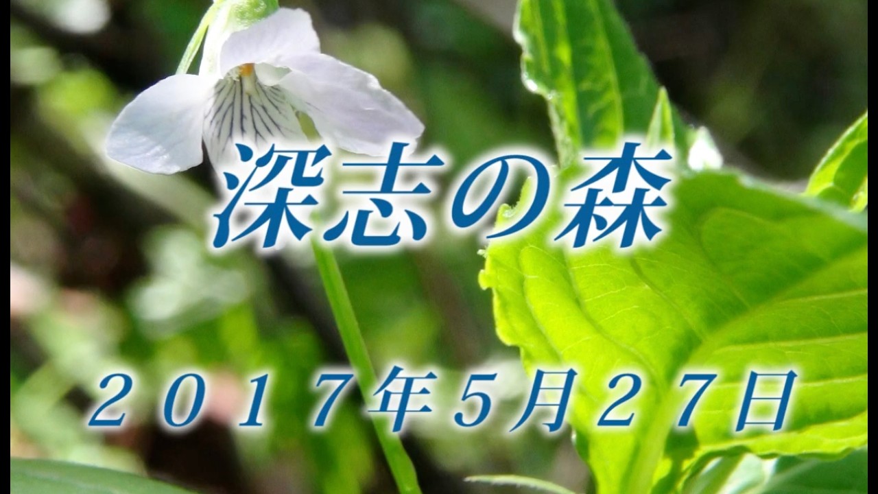267 中央沿線美ケ原山麓5月 2017年5月27日深志の森 - 生物多様性体験 