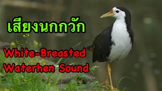 White-Breasted Waterhen Sound