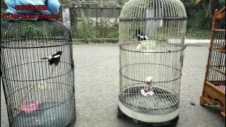 test simulasi lomba gantang burung decu kacer mini.!!!