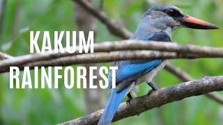 West African Wildlife: Ghana's Kakum National Park- A Magical Rainforest