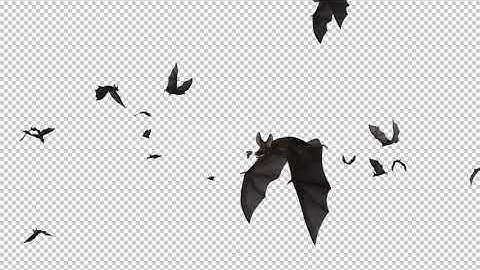 Bats - Swarm Flying Around - Loop
