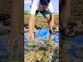 Ikan Laut Bisa Dipelihara di Air Tawar? 🌊