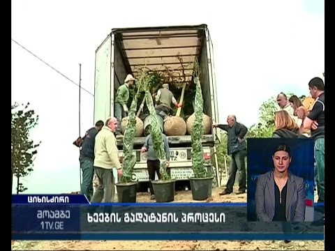 ციხისძირის ახალ პარკს  87 ხე გადაეცა