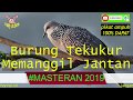 Tekukur Betina Memanggil Jantan *Pikat Ampuh, 100% Dapat* || MASTERAN2019