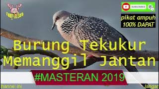 Tekukur Females Summons Male * Charming Kuat, 100% Dapatkan * || MASTERAN2019