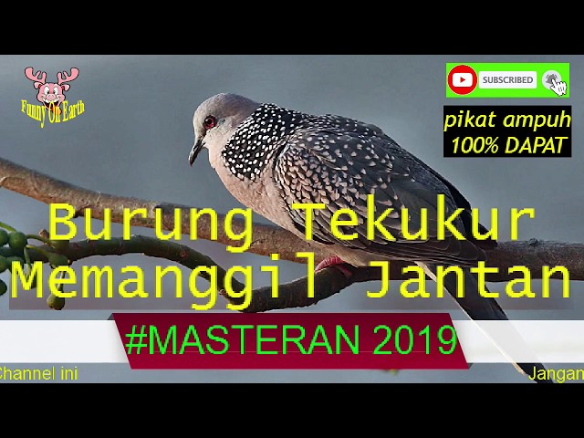 Tekukur Betina Memanggil Jantan *Pikat Ampuh, 100% Dapat* || MASTERAN2019 class=