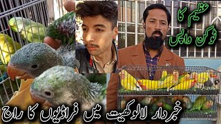 Talking Parrots babies in Lalukhet - Beautiful Chicks in Exotic Birds Market screenshot 4