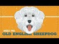 Old English Sheepdogs  | CKC Breed Facts &amp; Profile