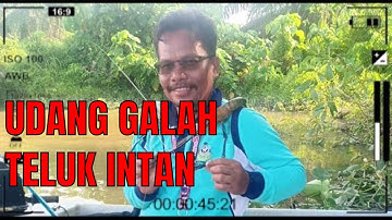 UDANG GALAH TELUK INTAN/Mahhadee Ramlee