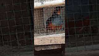 Download Lagu suara puyuh gonggong jantan.                    #kicaumania #shorts  #burung #shortvideo MP3