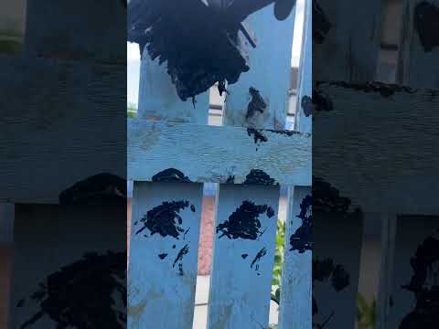 painting fence edges with a masonry brush￼
