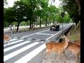 Deer crossing _ Nara, Japan