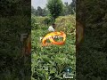 Natural Farming of Ladyfinger | Organic Bhindi Cultivation by Hand"#shortsvideo #farming
